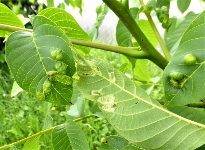 Aceria erinea Walnuss Gallmilbe Aranea Spinnentiere Acari Juglans regia Naturgarten Brandpilz Microstroma juglandis Eriophyidae Hypertrophie Trombidiformes Naturgarten Krieglsteiner