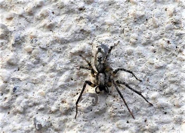 Anyphaena accentuata Vierfleck Zartspinne Spraitbach Zartspinnen Anyphaenidae Webspinnen Araneae Garagenwand Krieglsteiner Naturgarten Artenvielfalt Krieglsteiner nafoku