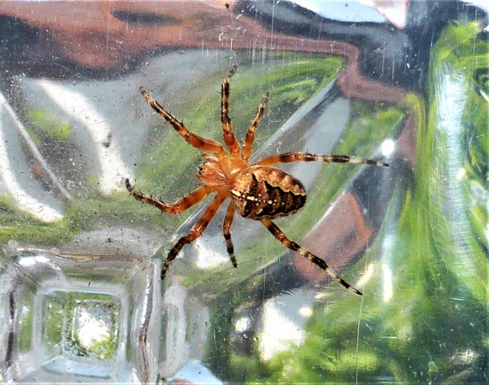 Araneus diadematus Garten Kreuzspinne Jungtier Terrasse Plastikverschalung Echte Radnetzspinnen Araneidae Webspinnen Araneomorphae Naturgarten Artenvielfalt Insektenwelt Arachnophobie ungefhrlich