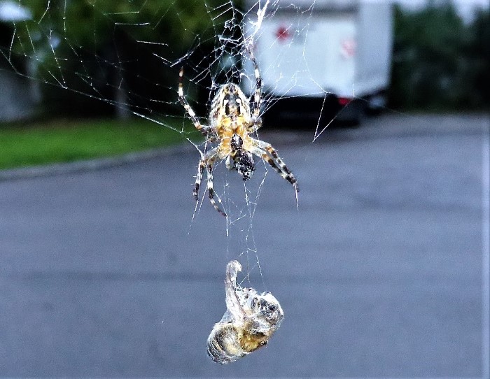 Araneus diadematus Garten Kreuzspinne Schwaebisch Gmuend Echte Radnetzspinnen Araneidae Webspinnen Araneomorphae Naturgarten Artenvielfalt Insektenwelt Arachnophobie ungefhrlich