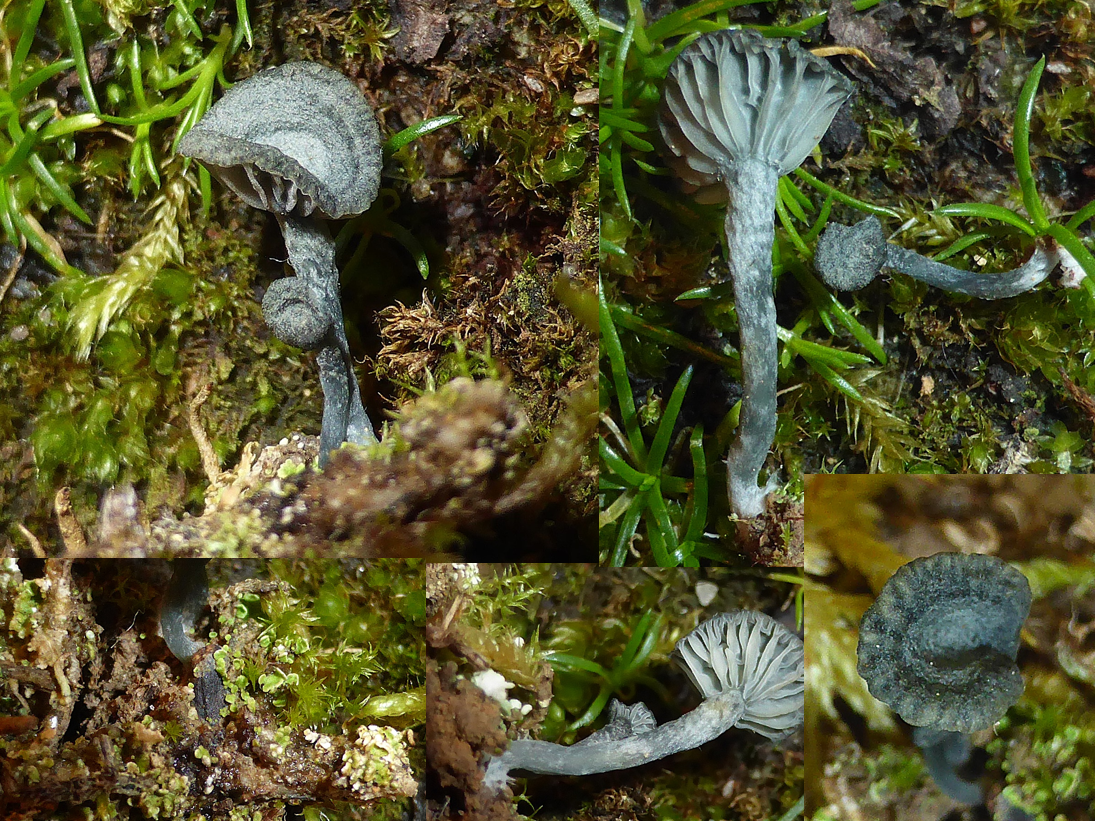 Arrhenia chlrocyanea GD Unterbettringen Lindenfeld leg. M. Stelzer 25.16.11. Folie 1