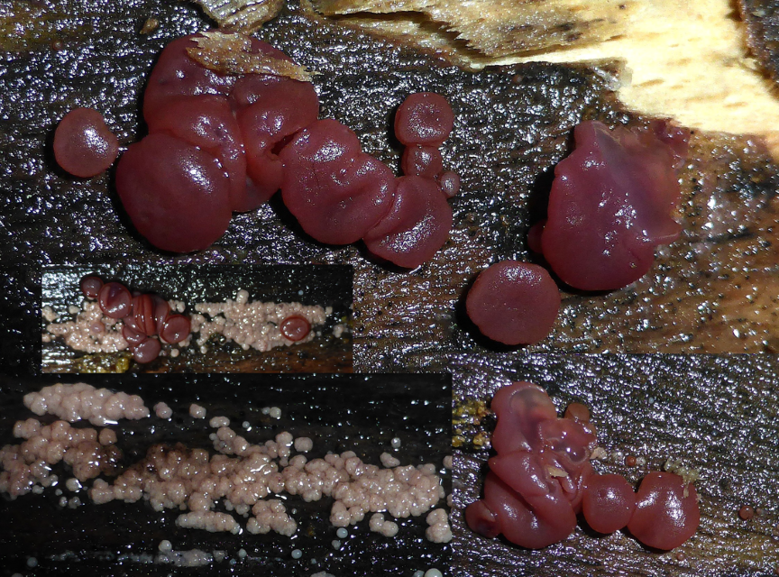 Ascocoryne inflata Ballonsporiger Gallertbecherling Hauptfruchtform Apothezien Helotiales Ascomata Becherling Baden Wuerttemberg Mikroskopie Asci Paraphysen Schwaebisch Fraenkischer Wald Pilz