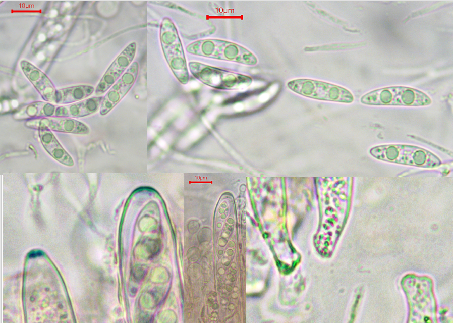 Ascocoyrne inflata 2 Ballonsporiger Gallertbecherling Buche Fagus Schwaebischer Wald Krieglsteiner Feldmykologe Ascomycota Helotiales inoperculate Becherlinge euamyloid Schlauchpilz
