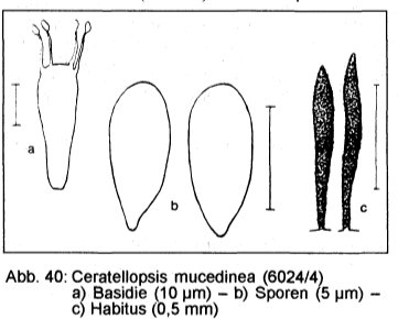 Bryopistillaria sagittiformis 5 Krieglsteiner 1999 Naturraum Mainfrankische Platten Einbindung Vegetation Sporen Krieglsteiner Pilzschule Schwabischer Wald DGfM