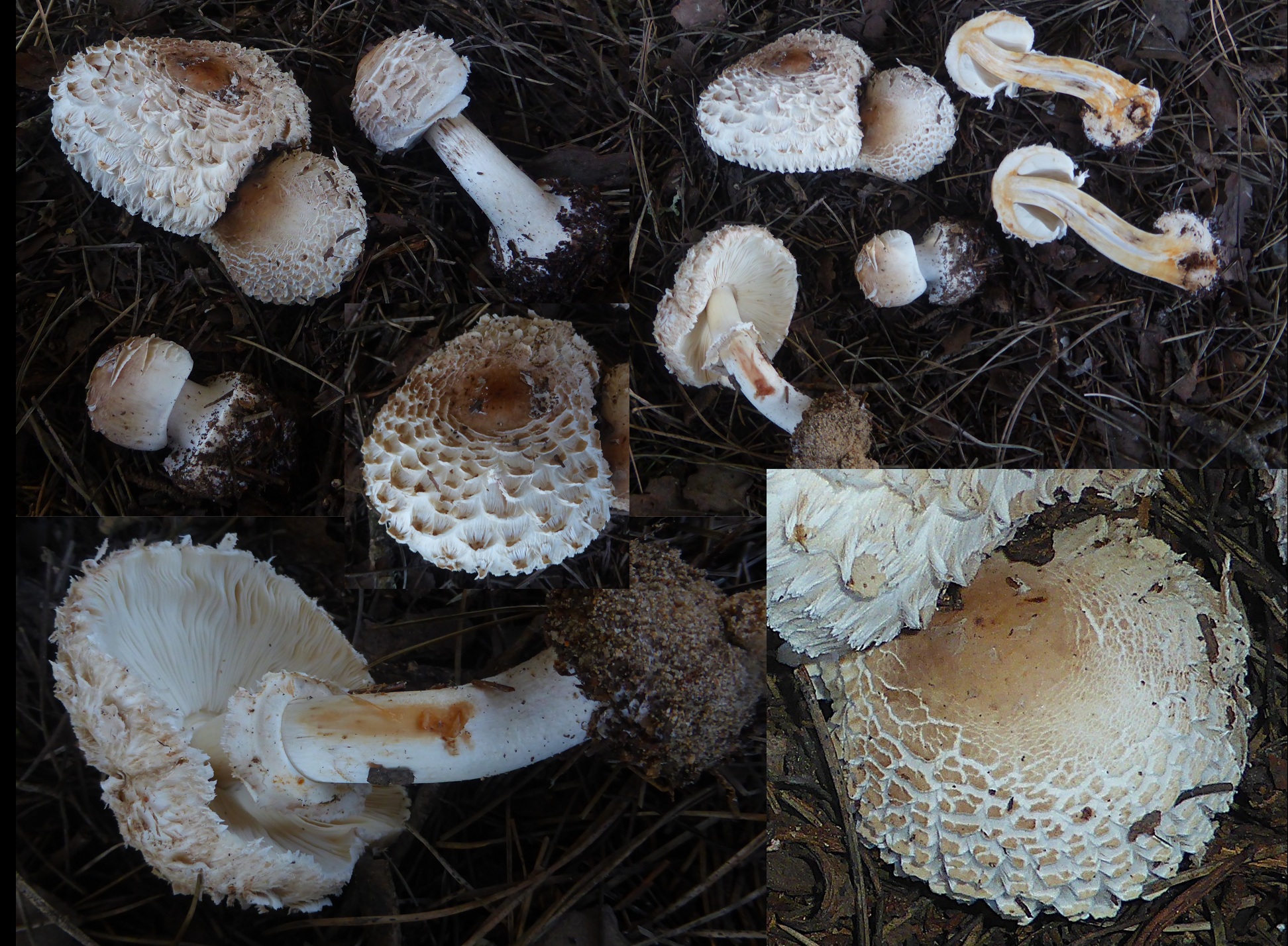 Chlorophyllum venenatum 1 Portugal Algarve Dunen Kiefer Pinus Gift Riesenschirmling Ring Laufrille Krieglsteiner PSV Ausbildung Giftpilze