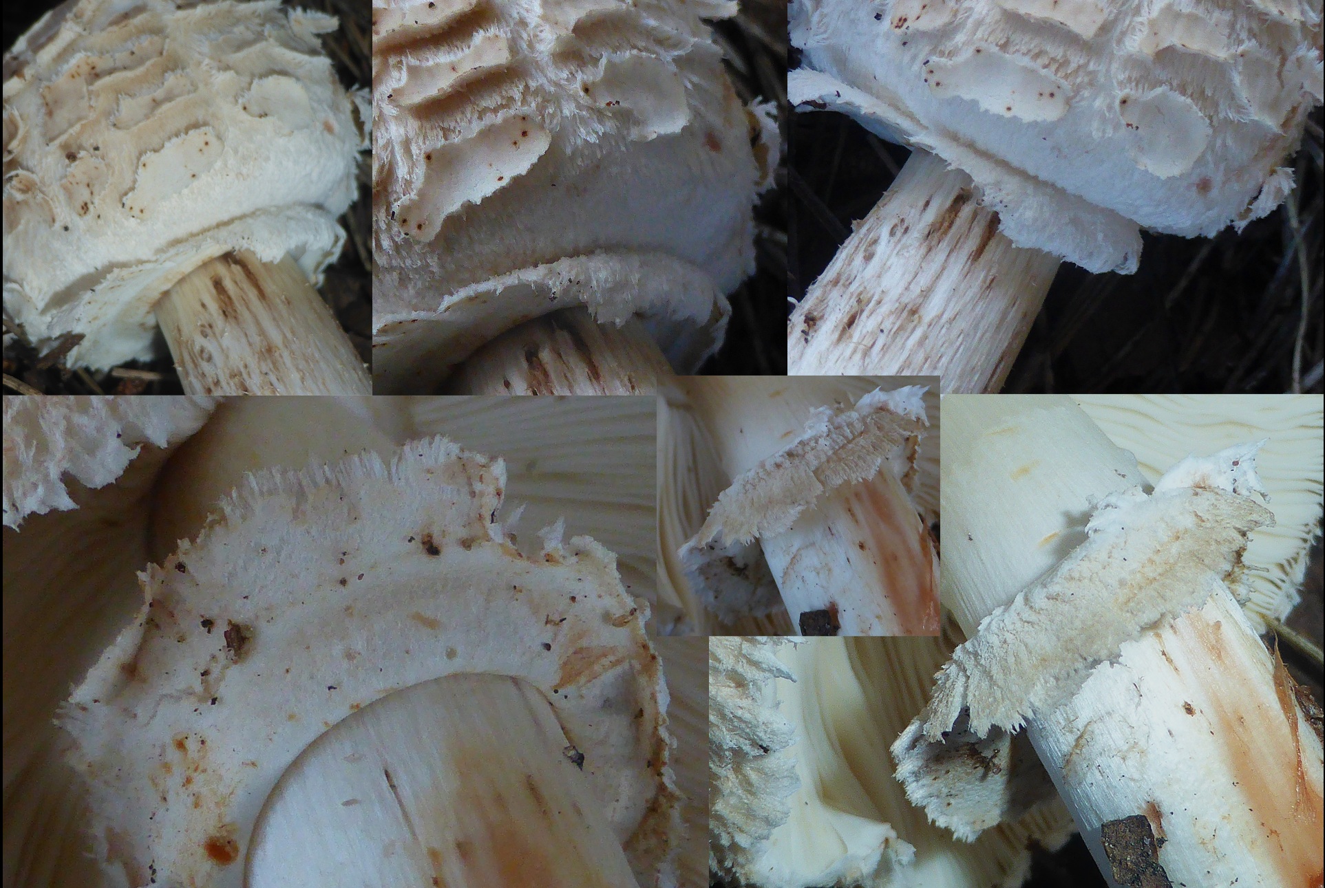 Chlorophyllum venenatum 3 Portugal Algarve Gift Riesenschirmling Pilzschule Schwabischer Wald Krieglsteiner Pilzexpertin Katharina Laufrille