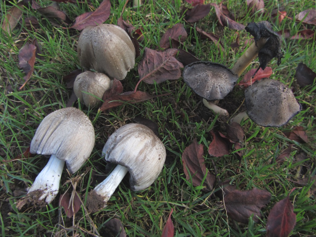 Coprinus-atramentarius-Coprinopsis-atramentaria-Faltentintling-Coprin-Syndrom-Antabus-Alkohol-Acetaldehyd-Dehydrogenase