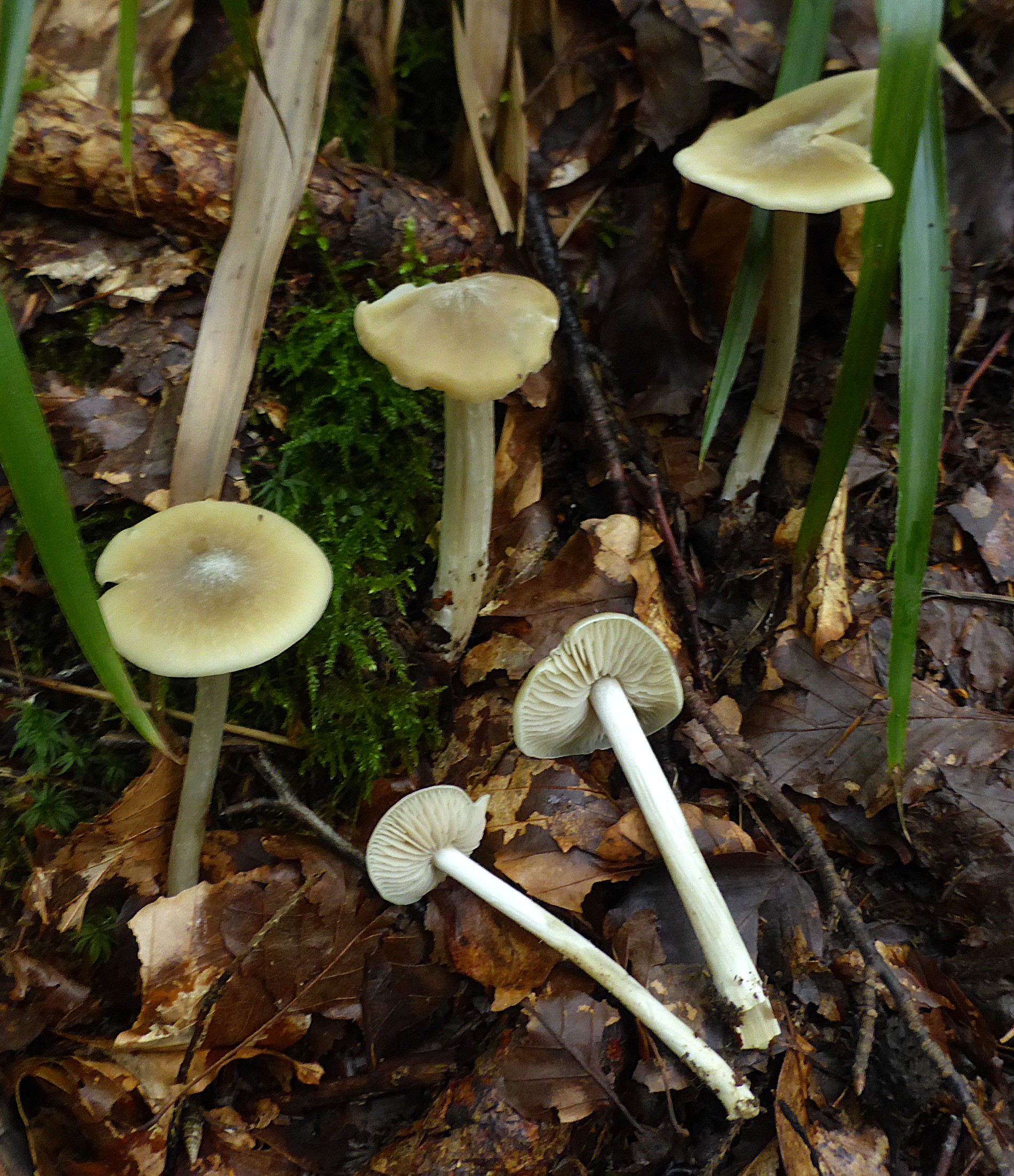 Entoloma pallideradicatum Sulzbach Irsbach 24.18.09