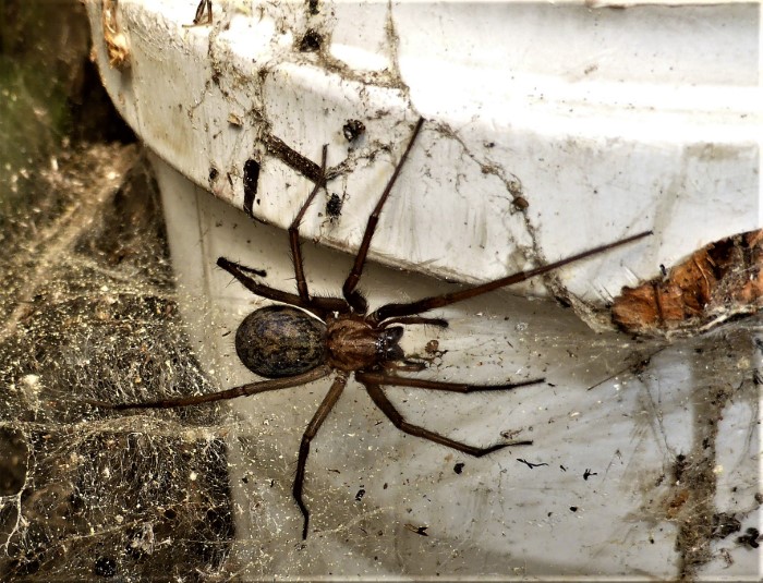 Eratigena atrica Tegenaria Haus und Winkelspinne Aranea Trichterspinnen Agelenidae Echte Webspinnen Araneomorphae Haus Schlafzimmer WC Garage Terrasse harmlos Arachnophobie