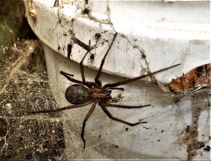 Eratigena atrica Tegenaria Haus und Winkelspinne Aranea Trichterspinnen Agelenidae Echte Webspinnen Araneomorphae Haus Schlafzimmer WC Garage Terrasse harmlos Arachnophobie