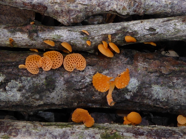 Favolaschia-calocera-5-Orangeroter-Porenhelmling-Neomyzet-Saprobiont-Mycenaceae-Italien-Ligurien-Robinia