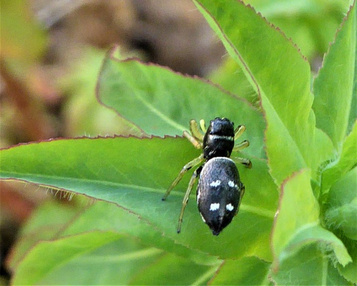 Heliophanus Springspinne Spratibach Salticidae Araneomorpha Spinnentiere Evertebrata Wirbellose Tiere Naturgarten Biodiversitt Krieglsteiner Pilzschule Schwbischer Wald