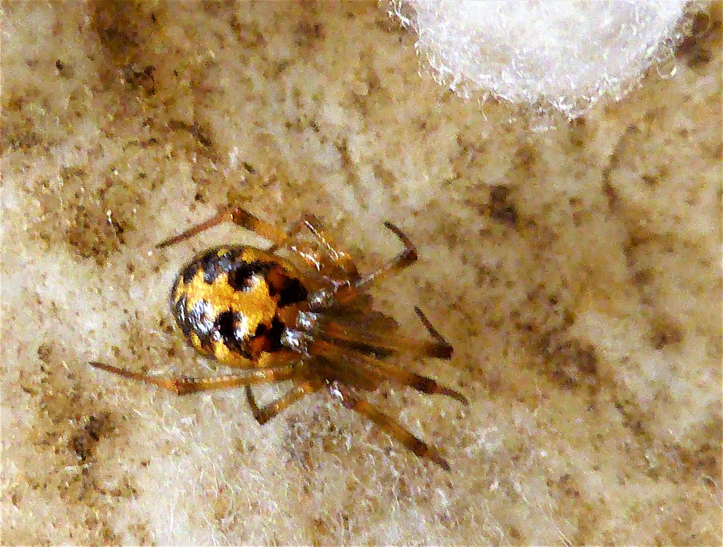 Kugelspinne Steatoda triangulosa Weibchen Kokon Mutter Wohnung Fensterbank nafoku Spraitbach Garten Kalksteinmauer Kompostfeld Naturgarten Krieglsteiner