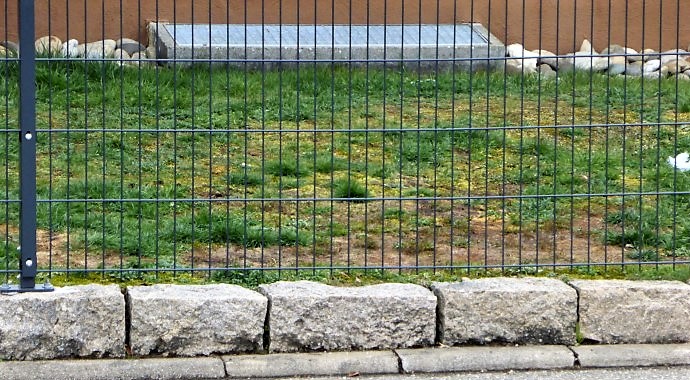 Kunstduenger dunkelgruen bei Ueberdosierung verbranntes Gras nichts waechst mehr Spraitbach Naturgarten PIlzschule Schwaebischer Wald Krieglsteiner Feldmykologe Gartenmarkt