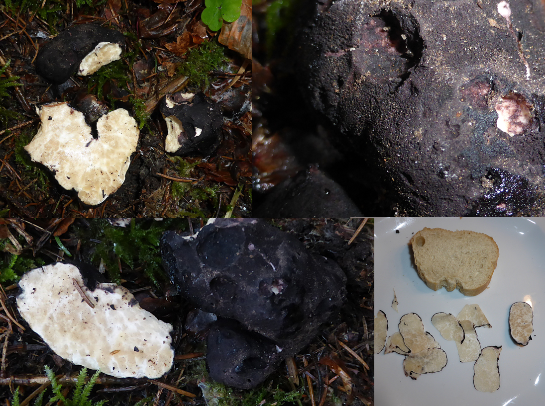 Leucangium carthusianum 1 Karthaeuser Trueffel Picoa carthusiana Baden Wuerttemberg Schwaebischer Wald Gourmet Pilz Fichte Douglasie Gmeinweiler Martin Sauter Pilzschule Krieglsteiner