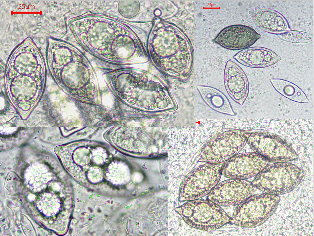 Leucangium carthusianum 3 Fichte Douglasie Baumschule Picea abies Pseudotsuga menziesii Krieglsteiner Sauter Trueffelhund Baden Wuerttembrerg Schwaebsich Gmuend Rems Murr Kreis Pilz