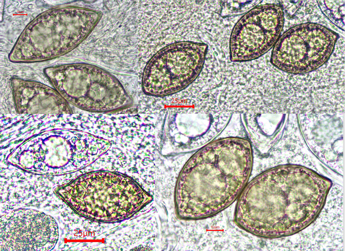 Leucangium carthusianum 5 Ananas Melone Gourmet lecker reif unreif Karthaeusertrueffel Picoa carthusiana Picea abies Pseudotsuga menziesii Krieglsteiner Martin Sauter Schwaebischer Wald