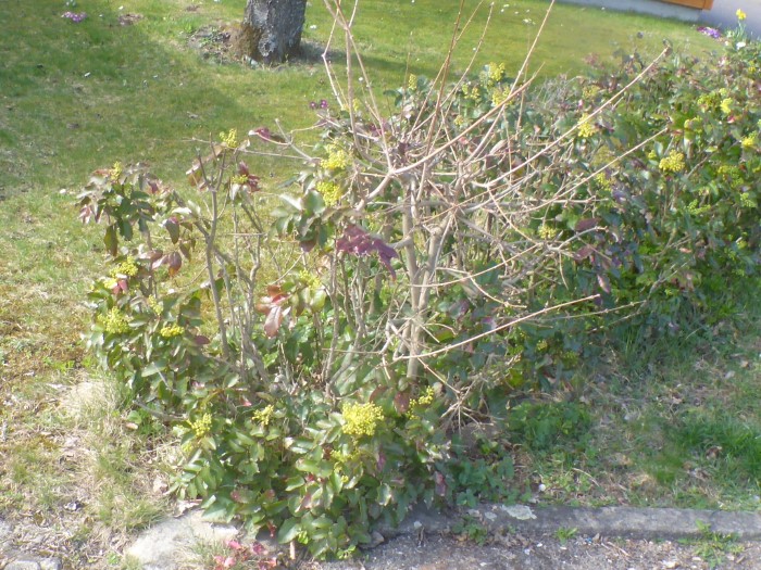 Mahonia aquifolium Berberitzengewaeche invasiver Neophyt blaue Fruechte Voegel Verbreitung Naturstandorte Schadwirkung Verdraengung wertvolle heimische Flora Angebot Gartenmaerkte herausnehmen