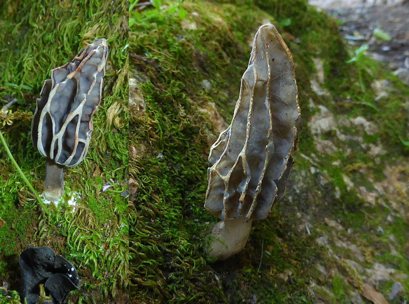 Morchella anatolica Po Algarve Paderne O 26.04.04. Folie 1