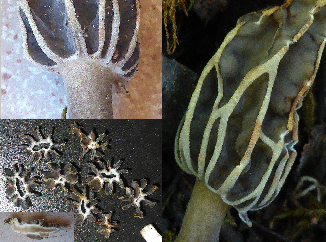 Morchella anatolica Po Algarve Paderne O 26.04.04. Folie 2