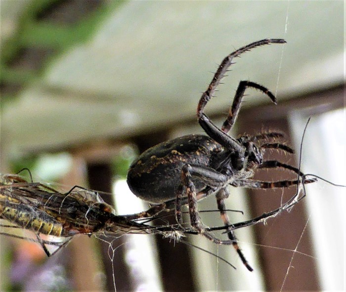 Nyctenea umbratica Spalten Kreuzspinne Echte Radnetzspinnen Araneidae Webspinnen Araneomorphae Spraitbach Naturgarten Artenvielfalt Naturschutz lebensfreundlich Terrasse Garage