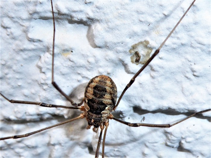 Phalangium opilio Gemeiner Weberknecht Spinnenkanker Opilionidae Arachnida Spinnentiere Spraitbach Garage Artenvielfalt Wirbellose Naturgarten nafoku Krieglsteiner