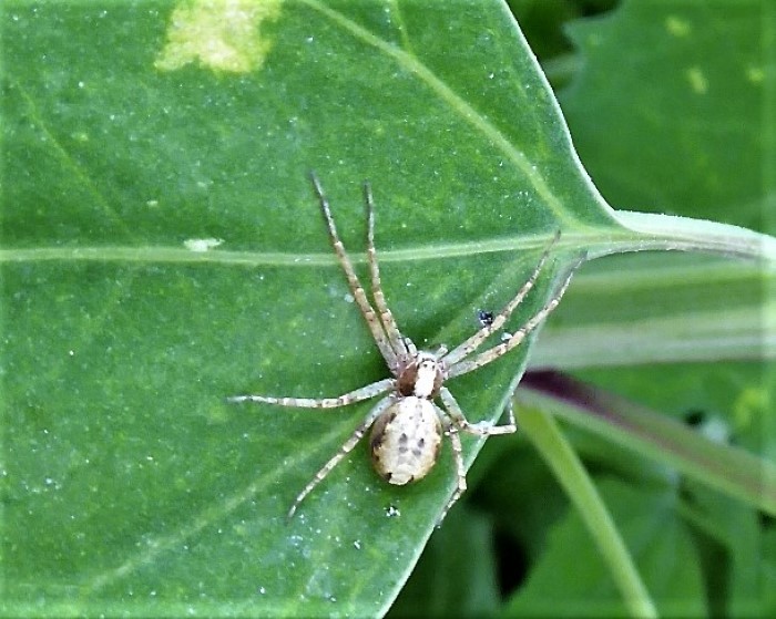 Philodromus aureolus Goldfarbene Laufspinne Spraitbach Gemsefeld Nahrungszone Weisser Gaensefuss Chenopodium album Flachstrecker Philodromidae Araneomorpha Naturgarten