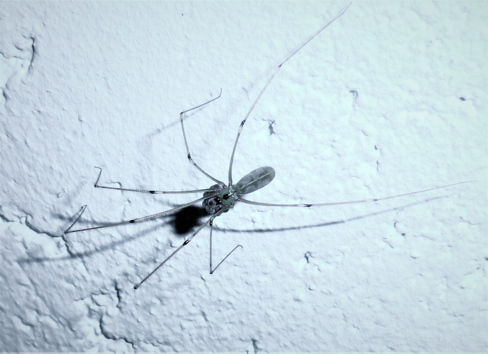 Pholcus phalangioides Grosse Zitterspinne kein Weberknecht nafoku Spraitbach Wohnung Pholcidae Zitterspinnen Araneomorpha Echte Webspinnen kein Gift kein Schdling Krieglsteiner