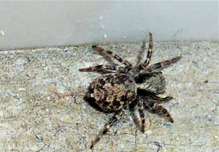 Pseudeuophrys lanigera Gebude Springspinne Salticidae Araneomorphae Spraitbach nafoku kein Gift Naturgarten lebendiges Wirtschaften Pilzschule Schwbischer Wald Krieglsteiner