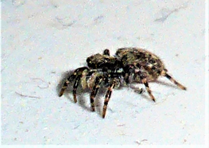 Pseudeuophrys lanigera Gebude Springspinne Salticidae Araneomorphae Spraitbach nafoku kein Gift Naturgarten lebendiges Wirtschaften Pilzschule Schwbischer Wald Ruppertshofen