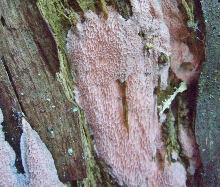Rhodonia placenta Rosenroter Saftporling Mutterkuchen Porling Kroatien Nationalpark Plitvicer Seen Picea Fichte Holz