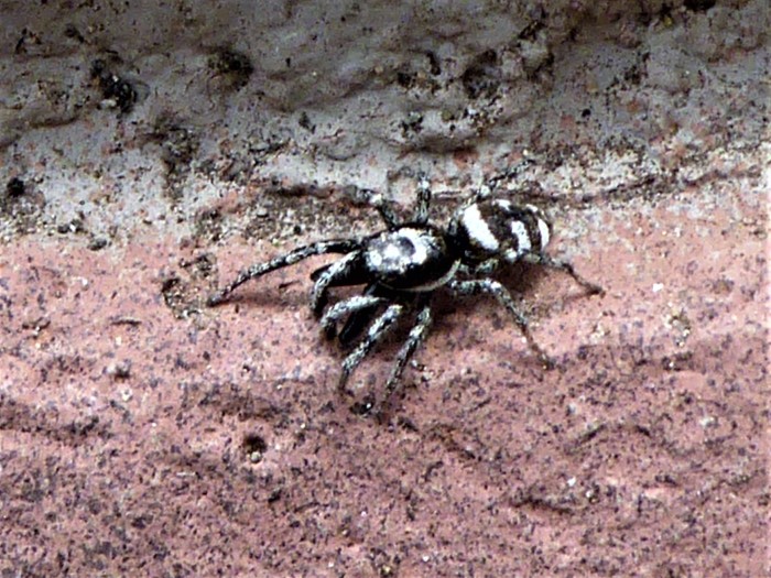 Salticus scenicus Zebra Spirngspinne Salticidae Araneomorphae Spraitbach Terrasse Garage Naturgarten Artenvielfalt Biodiversitt Pilzschule Schwbischer Wald