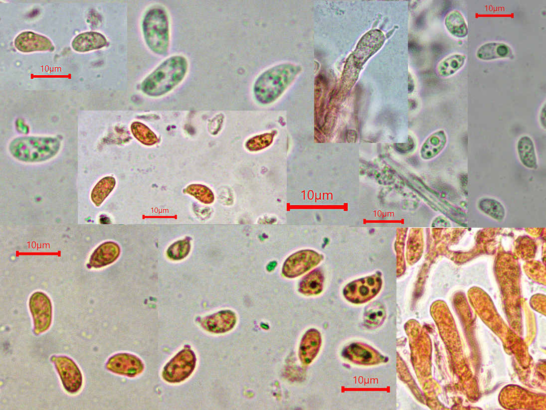 z Arrhenia chlrocyanea GD Unterbettringen Lindenfeld leg. M. Stelzer 25.16.11. Folie 2