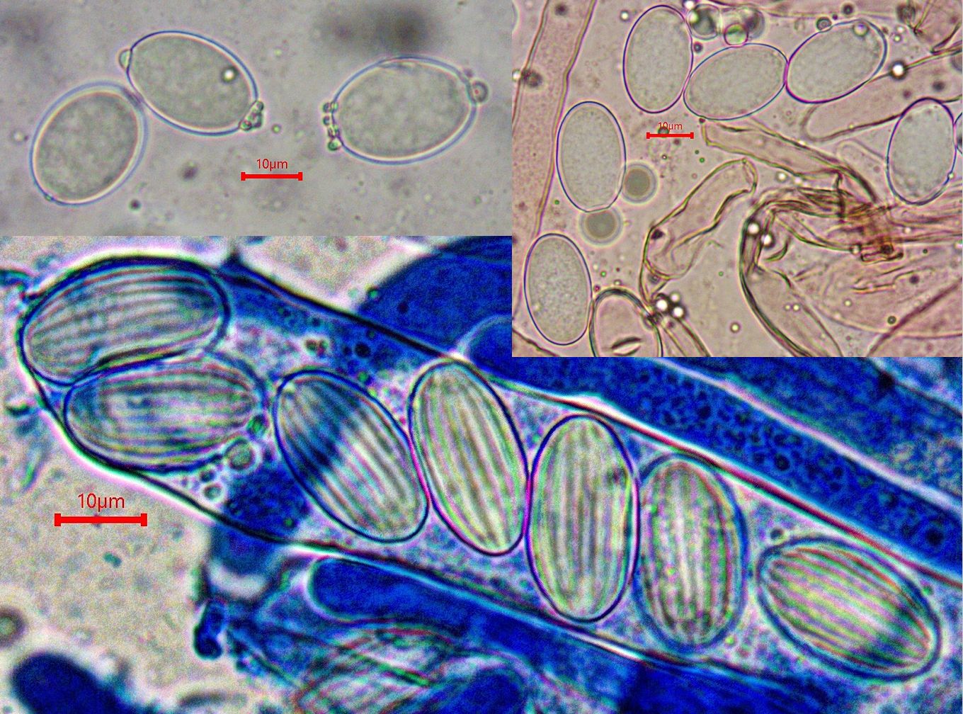 z Morchella anatolica Po Algarve Paderne O 26.04.04. Folie 3