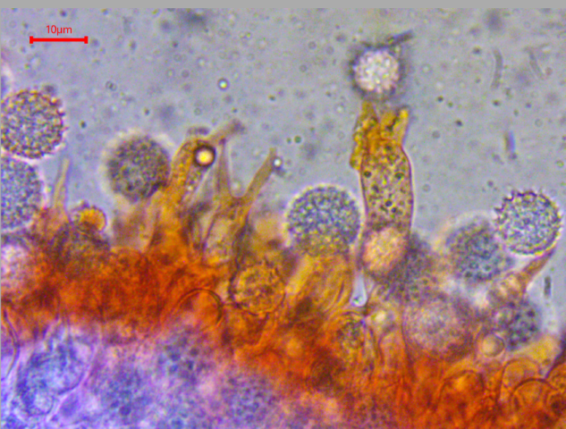 13 Hydnangium carneum Descomyces albus Hysterangium inflatum Schwanztrueffel Erdnuss Fleischfarbene Heidetrueffel Sterigmen Agaricales Eucalyptus globulus Krieglsteiner Pilze