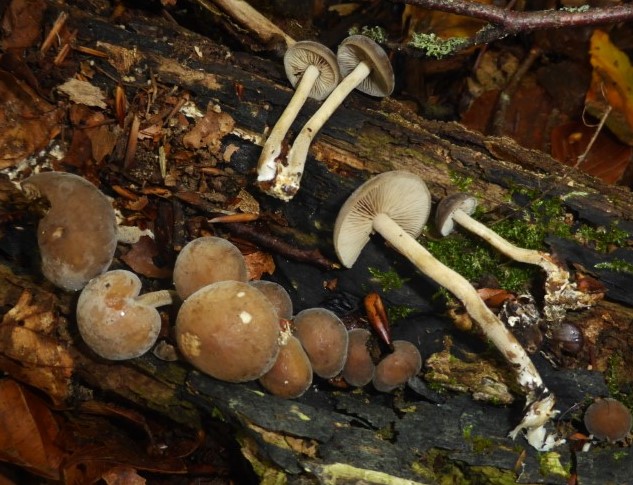 1 Agrocybe firma Fagus Oberpfalz Rauer Kulm 230410 11