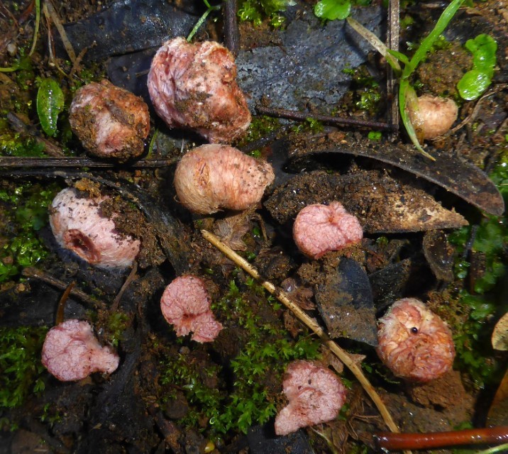 2 Hydnangium carneum Monchique Picota Serra Portugal Algarve Eucalyptus Mykorrhiza Hypogaen Fleischfarbene Heidetrueffel Feldmykologe Krieglsteiner Pilzschule Schwaebischer