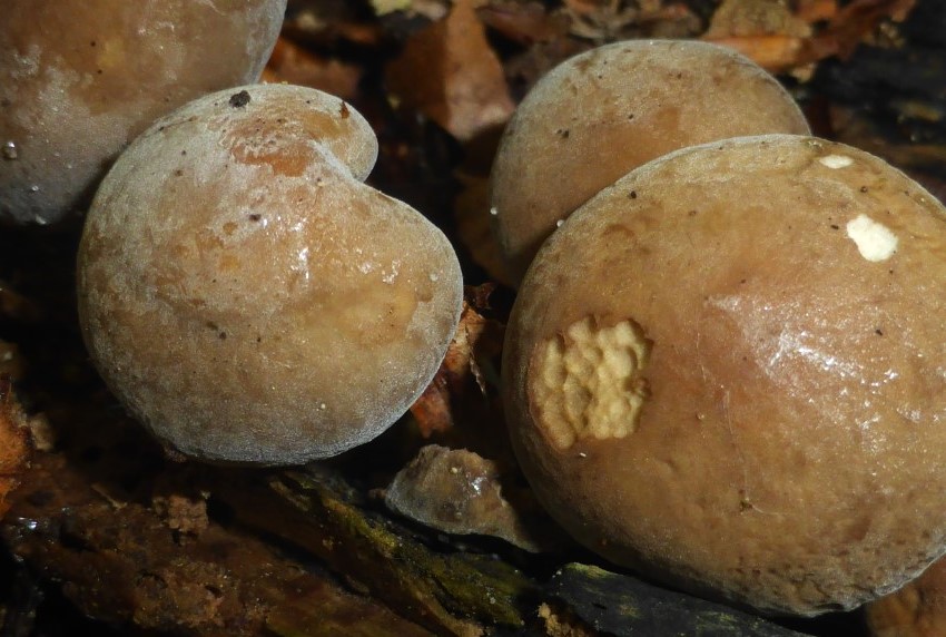 2 Agrocybe firma Fagus Oberpfalz Rauer Kulm 230410 6