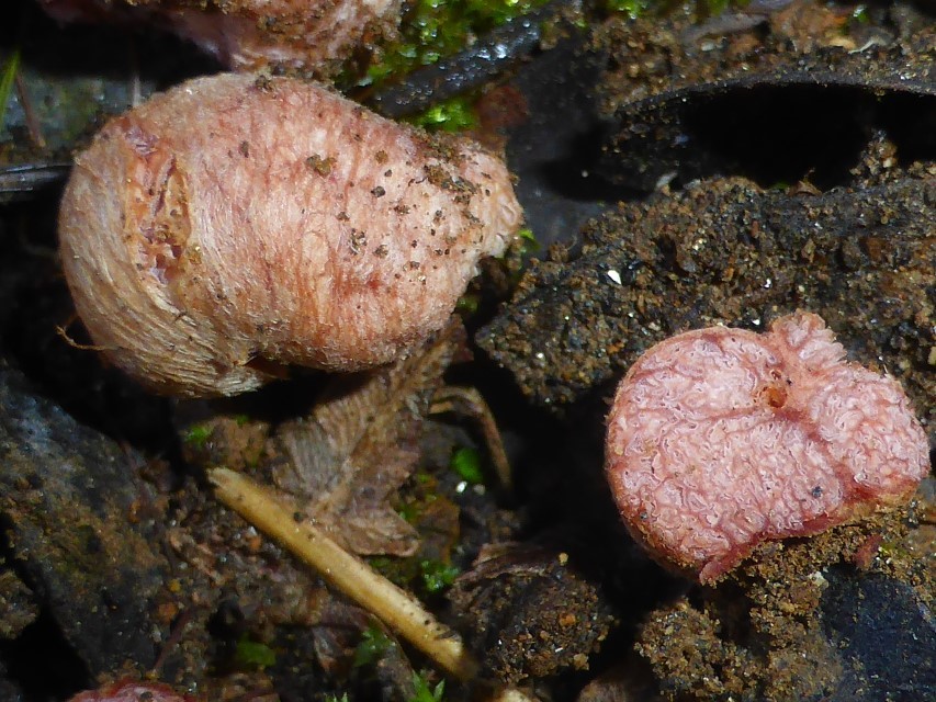 3 Hydnangium carneum Peridie Rhizomorphen Gleba rosa Lackpilz Agaricales Fleischfarbene Heidetrueffel Portugal Algarve essbar Pilzschule Pilzkurse Pilzexpertin Krieglsteiner