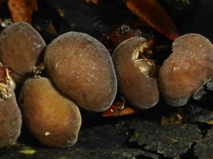 3 Agrocybe firma Fagus Oberpfalz Rauer Kulm 230410 14