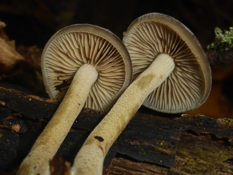 4 Agrocybe firma Fagus Oberpfalz Rauer Kulm 230410 13