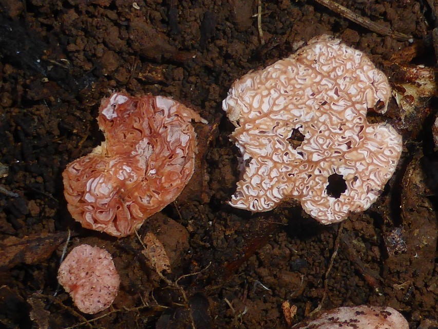 5 Hydnangium carneum Schnitt Fleischfarbene Heidetrueffel Portugal Algarve Pilzschule Pilzkurse PSV Feldmykologe Pilzexpertin Fachberater Krieglsteiner Gleba rosa Agaricales