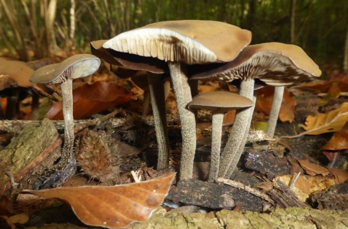 8 Agrocybe firma CH Weinfelden b Forstschule 231210 14