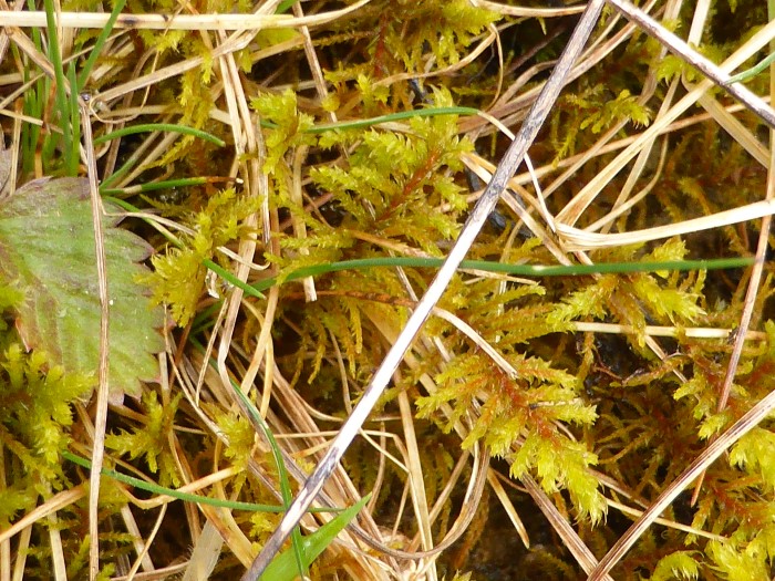 Abietinella abietina Thuidium abietinum Echtes Tannenmoos Kalkzeiger Trockenrasen Magerwiesen Mauern Morchelbeet Naturgarrten Krieglsteiner Spraitbach Mooskurs PIlzschule Schwaebischer Wald