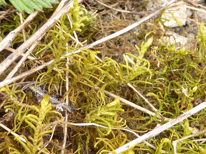 Abietinella abietina Thuidium abietinum Echtes Tannenmoos Kalkzeiger Trockenrasen Magerwiesen Mauern Morchelbeet Naturgarrten Krieglsteiner Spraitbach