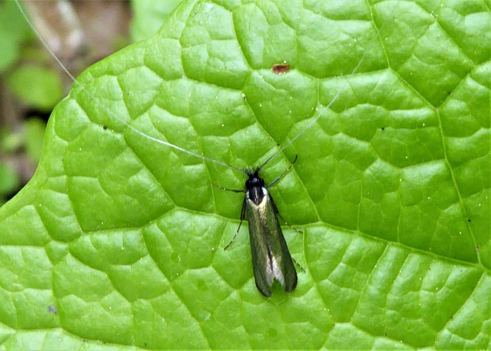 Adela reamurella Langhornmotte Alliaria petiolata Unterfranken Lepidoptera Artenvielfalt Biodiversitaet Insektarium giftfrei duengerfrei kein Fertilizer naturnahe Gartengestaltung Krieglsteiner