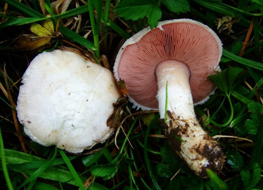 Agaricus-campestris-rosa-Ring-flüchtig-Schwäbischer-Wald-Wiesenchampignon-essbar