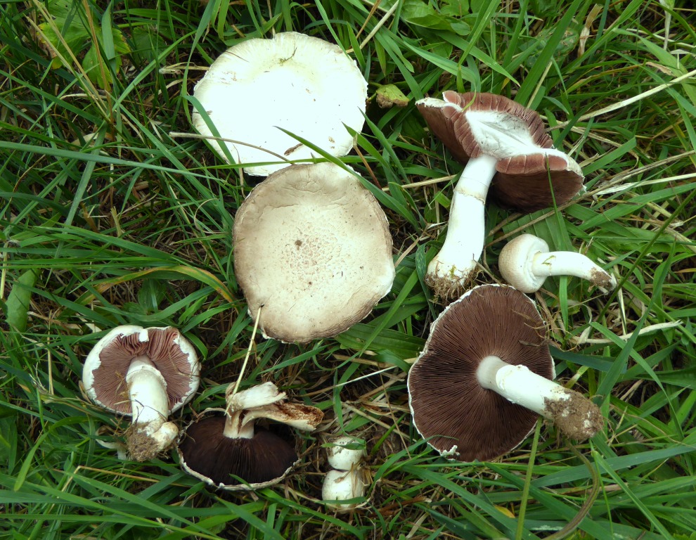 Agaricus-campestris-schokoladenbraun-Schwbischer-Wald-Wiesenchampignon-essbar