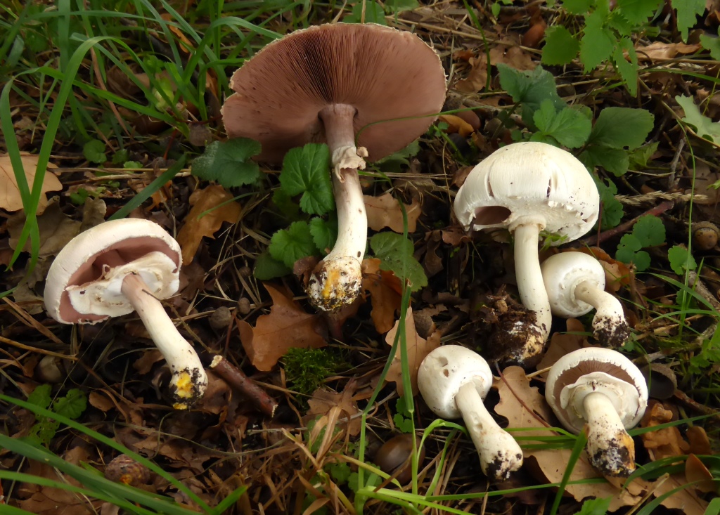 Agaricus-xanthoderma-Giftchampignon-Karbolegerling-chromgelb-Kratzen-Stielbasis