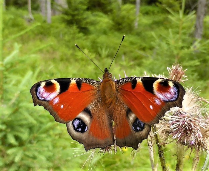 Aglais io Inachis Tagpfauenauge Edelfalter Nymphalidae Spraitbach Bayerischer Wald Naturgarten Insektenwelt Artenvielfalt Pilzschule Schwaebischer Wald Pilzexpertin Krieglsteiner Pilzkunde